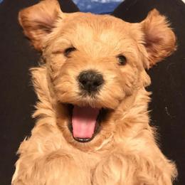 Cavapoo and Goldendoodle Puppies from Ivy The Mini Doodle