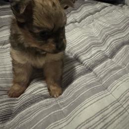 Wolf - Cream sable male Pomeranian puppy in Detroit, Michigan from DeVante's puppies