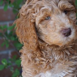 Bernedoodles, Cavalier King Charles Spaniels, and Poodles from Treasure Valley Poodles