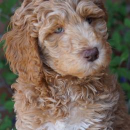 Bernedoodles, Cavalier King Charles Spaniels, and Poodles from Treasure Valley Poodles