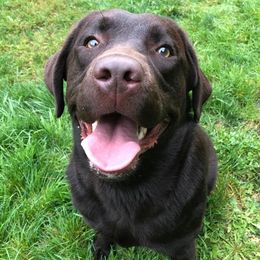 Phoebe - Labrador Retriever