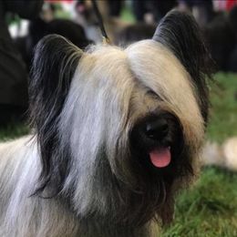Skye Terriers from Skye Terriers ‘Of Wallace’s Coven’