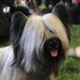 Skye Terriers from Skye Terriers ‘Of Wallace’s Coven’