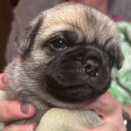 Martin - Fawn male Pug puppy in Morgantown, West Virginia from Groovy Pugs