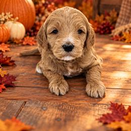 Cranberry - Apricot female Goldendoodle puppy in O'fallon, Missouri from Rockin R Doodles