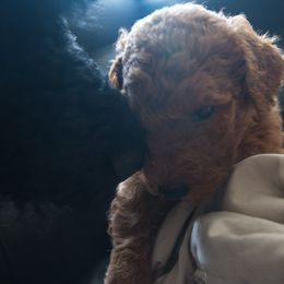 Poodle Puppies from Poodle Majesty