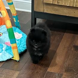 Yoda - Black male Pomeranian puppy in Lyons, Georgia from Its a Poms Life Kennel