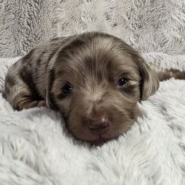 Dachshund puppies from Mini Doxie Mischief Makers