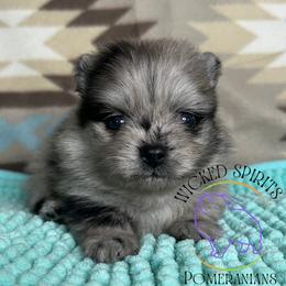 AKC SUPERMAN - Blue merle male Pomeranian puppy in Watkins Glen, New York from Wicked Spirits Pomeranians
