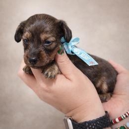 Girl - Cream female Dachshund puppy in Winter Haven, Florida from Davidson's Dachshunds