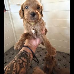 Bennet - Apricot male Goldendoodle puppy in Milton, Florida from Sutton Place Doodles