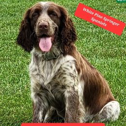Oakleigh - English Springer Spaniel