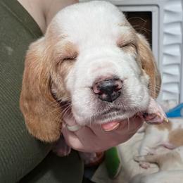 Odette - Lemon and white female Basset Hound puppy in Bellaire, Ohio from Blessed Bassets