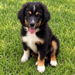 Red - Black tri male Miniature Australian Shepherd puppy in 32046, Florida from River Hill Ranch