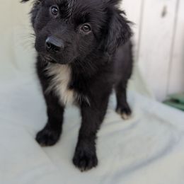 Boy 1 - Black & white Australian Shepherd puppy in Sanger, California from A&M Australian Shepherds
