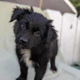 Boy 1 - Black & white Australian Shepherd puppy in Sanger, California from A&M Australian Shepherds