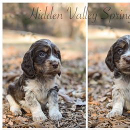 Jack - Tri-Roan male English Springer Spaniel puppy in Westminster, South Carolina from Hidden Valley Springers