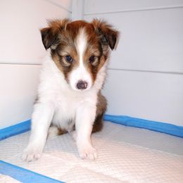 Casanova - Sable and white male Shetland Sheepdog puppy in Aliquippa, Pennsylvania from Fancypants Shetland Sheepdogs
