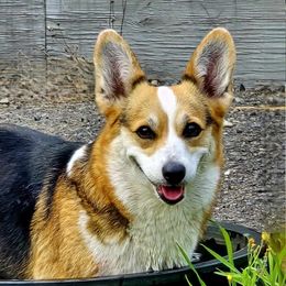 Stella - Pembroke Welsh Corgi
