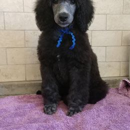Poodle Puppies from APAW Poodles