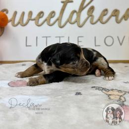 Declan - Blue merle male Bernedoodle puppy in Owasso, Oklahoma from Kallams Bernedoodles & Bernese Mountain Dogs