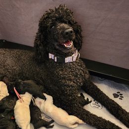 Poodles from Sharpshooter Standard Poodles