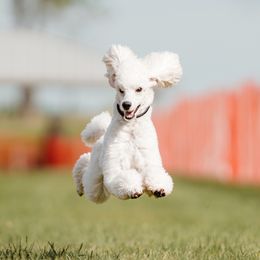 Kira - Poodle