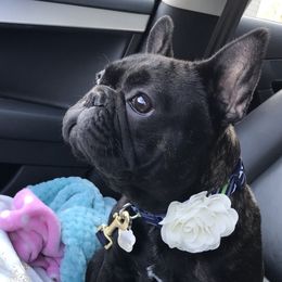 Malina - French Bulldog