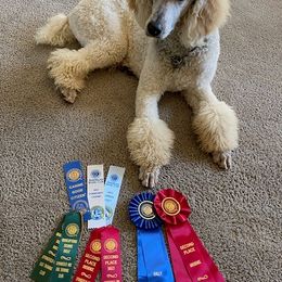 Poodle Puppies from Old Wire Puppies