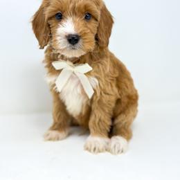 ROCKET - Red  male Goldendoodle puppy in Davison, Michigan from Dreaming Doodles