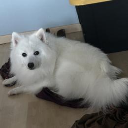 Akamaru - Japanese Spitz