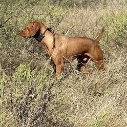Jake - Vizsla
