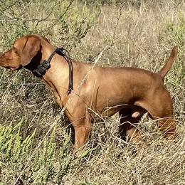 Jake - Vizsla