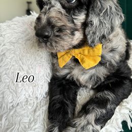 Assorted Doodle Crosses and Bernedoodle Puppies from Maria's Pups