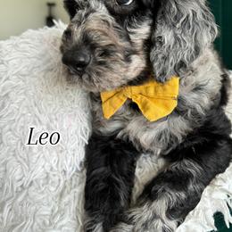 Assorted Doodle Crosses and Bernedoodle Puppies from Maria's Pups