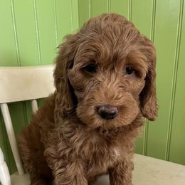 Goldendoodles from Adirondack Goldendoodles