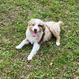 Australian Shepherds from Edwards Australian Shepherd