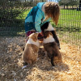 Collie Puppies from Voneida Collies