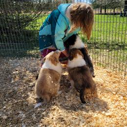 Collie Puppies from Voneida Collies