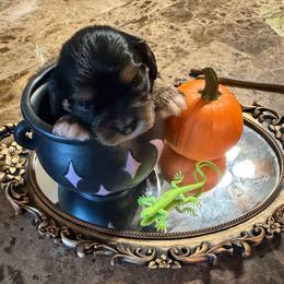 Griff - Black and tan male Cavalier King Charles Spaniel puppy in Avoca, New York from Palladino’s Cavaliers of Upstate NY