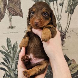 Teddy - Dapple male Dachshund puppy in Anderson, California from Plum Fields Dachshunds
