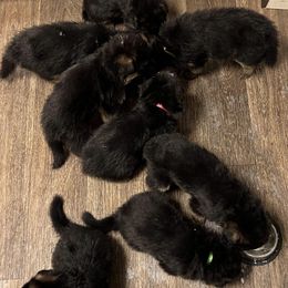 German Shepherds from Beth Ceron's German Shepherds