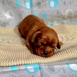 Benson - Ruby male Cavalier King Charles Spaniel puppy in Pennsylvania from Julie's Cavalier King Charles Spaniels