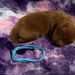 Boy 1 - Mahogany male Irish Setter puppy in Colville, Washington from Daesyn Setters