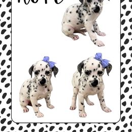 HOPE - White and black female Dalmatian puppy in Waxahachie, Texas from Tiff’s Dalmatian Plantation