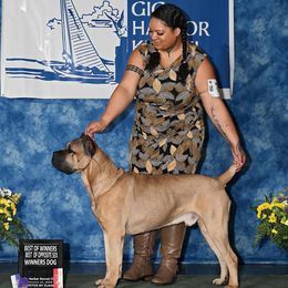 Bojack - Cane Corso