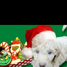 Poodle Puppies from Polly Wally Doodles and Poodles