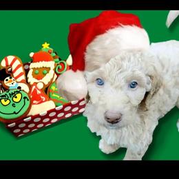 Poodle Puppies from Polly Wally Doodles and Poodles