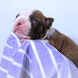 Baby Pax - Red male Boston Terrier puppy in Kingsport, Tennessee from Sleepwalker Bostons