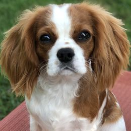 Sunny - Cavalier King Charles Spaniel